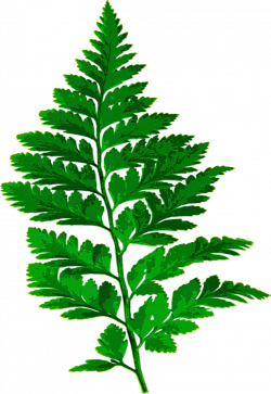 Forest, Fern Leaf Nature Green Leaves Plant Forest #forest, #fern ...