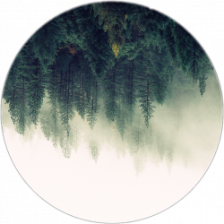 tree trees forest forrest moon nature editfreetoedit...
