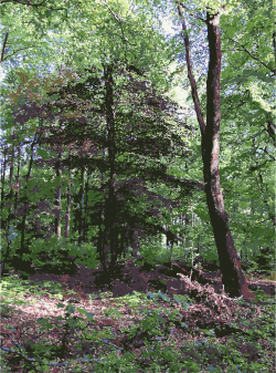 Clipart - Lichtscheid Forest Again 4