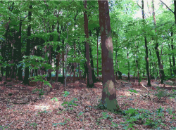 Clipart - Lichtscheid Forest Again 3
