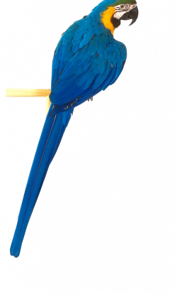 Blue parrot PNG | Animal PNG | Pinterest | Animal