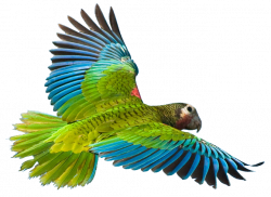 Parrot clipart realistic - Pencil and in color parrot clipart realistic