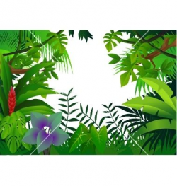 Tropical Rainforest Animals Drawing | Tropical rain forest ...