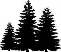 pine tree, tree silhouette clipart | SCAL and SVGs and ...