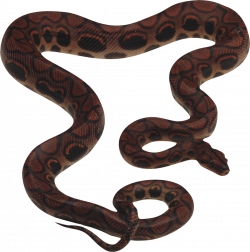 Snake PNG | Animal PNG | Pinterest | Snake and Animal