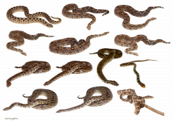 Snakes PNG | Animal PNG | Pinterest | Snake and Animal