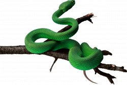 Green snake PNG | Animal PNG | Pinterest