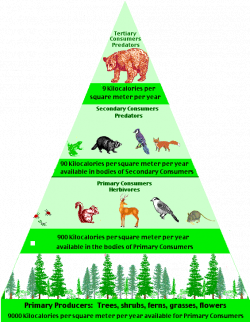 Food Web Amazon Rainforest Animals | Food Pyramid in the Temperate ...