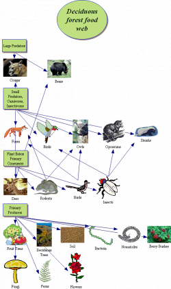 Food web diagram of the temperate forest College paper Academic ...
