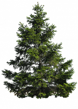 PINE TREE PNG by Moonglowlilly on deviantART | Photoshop | Library ...