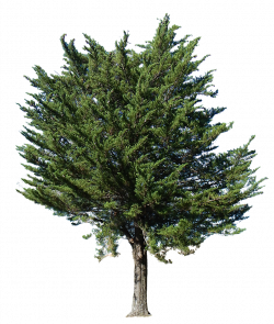 Free Texture - pine tree transparent alpha - Trees - luGher ...