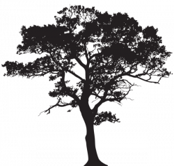 Silhouette Tree PNG Clip Art Image | Trees | Pinterest | Art images ...