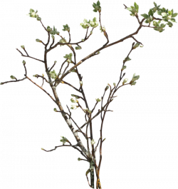 Vine And Branches PNG Transparent Vine And Branches.PNG Images ...