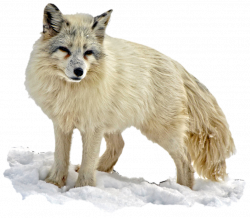 Arctic Snow Fox PNG Image - PurePNG | Free transparent CC0 PNG Image ...