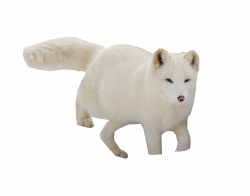 Arctic Snow Fox PNG Image - PurePNG | Free transparent CC0 PNG Image ...