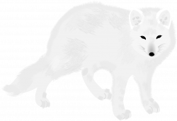 Arctic Fox,Carnivore,Fur PNG Clipart - Royalty Free SVG / PNG