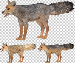 Jackal Coyote Gray Fox Red Fox Kit Fox PNG, Clipart, Coyote ...