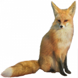 Fox PNG images, free download pictures