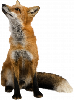 Isolated Photos of red fox | Search Keyword of red fox | Projects to ...