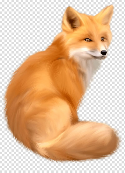 Fox illustration, American red fox , Fox transparent ...