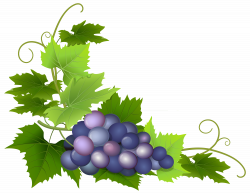 28+ Collection of Frame Grapes Clipart | High quality, free cliparts ...