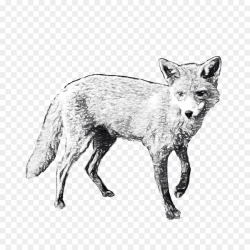 Fox Drawing clipart - Fox, Drawing, Paper, transparent clip art