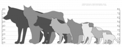 Comparison Chart: Wolf, Fox, Lynx, Cat by Couchkissen on DeviantArt