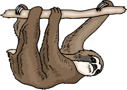 Sloths clipart