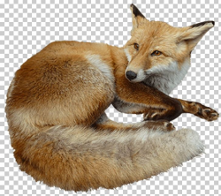Red Fox Kit Fox Bird PNG, Clipart, Animal, Bird, Carnivoran ...
