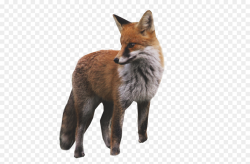 Polar Fox Clipart kit fox 3 - 1140 X 750 Free Clip Art stock ...