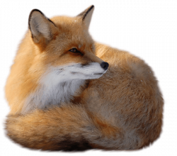 Sitting Fox transparent PNG - StickPNG