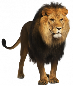 Lion PNG Picture | Gallery Yopriceville - High-Quality Images and ...