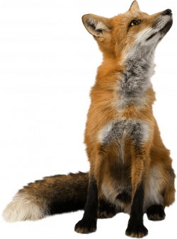 Animal-Clipart-Fox | ProfitFox