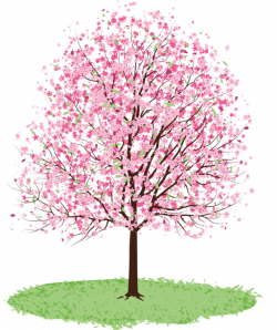 Cherry Tree clipart spring tree - Pencil and in color cherry tree ...