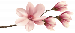 Spring Magnolia Branch PNG Clip Art Image | magnolia | Pinterest ...