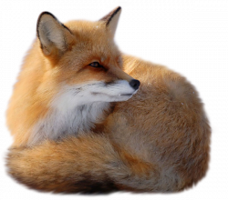 Fox Transparent PNG File | Web Icons PNG