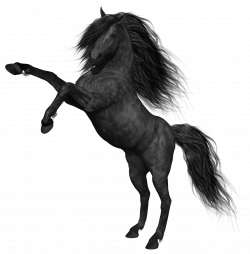 Black Horse PNG Picture | Gallery Yopriceville - High-Quality ...