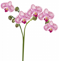 Orchid Transparent Clip Art Image | Gallery Yopriceville - High ...