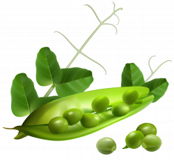 Pea Pod PNG Clipart | Gallery Yopriceville - High-Quality Images ...
