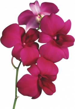 Transparent Red Orchid PNG Clipart | Gallery Yopriceville - High ...