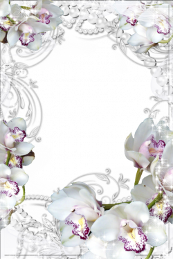Transparent PNG Photo Frame with White Orchids | Gallery ...