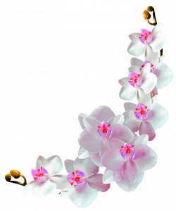 Orchids Film frame Photography Clip art - Flower vine decoration ...