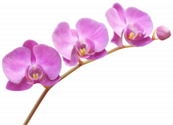 Orchids Transparent PNG Clip Art Image | Gallery Yopriceville ...