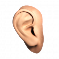 Ear High Quality PNG | Web Icons PNG