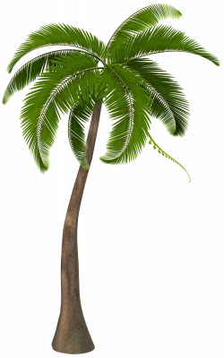 Beautiful Palm Tree PNG Clipart Image | Gallery Yopriceville - High ...