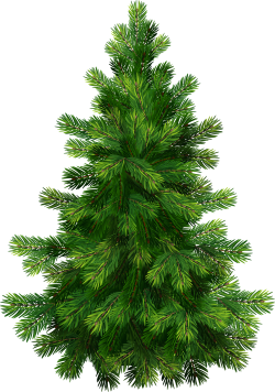 Transparent Pine Tree PNG Clipart | Gallery Yopriceville - High ...