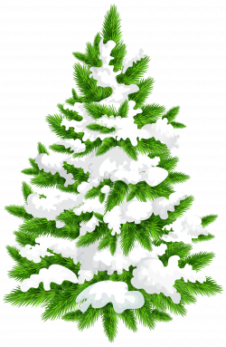 Snowy Pine Tree PNG Clip Art Image | Gallery Yopriceville - High ...