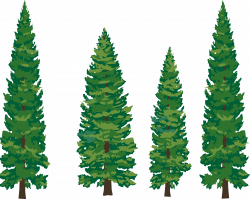 28+ Collection of Pine Trees Clipart Png | High quality, free ...