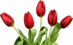 Tulip Icon Clipart | Web Icons PNG
