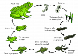 Amphibian clipart frog cycle - Pencil and in color amphibian clipart ...
